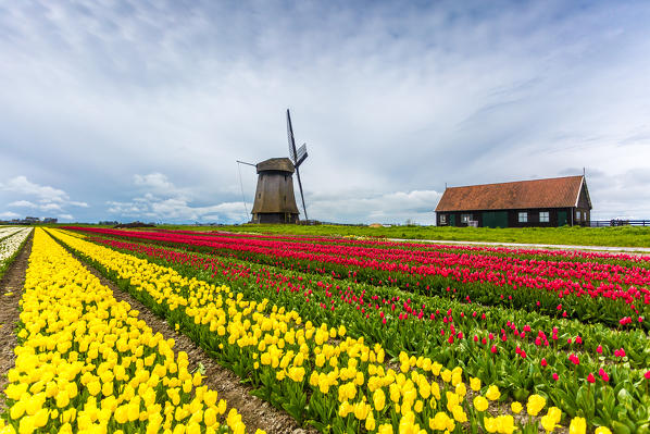 Alkmaar, Netherlands. Tulips field in bloom and windmill during springtime. 