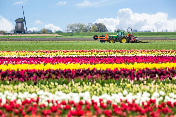 Alkmaar, Netherlands. Tulips field in bloom during springtime with tractor.