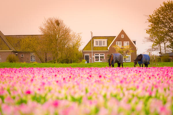 Alkmaar, Netherlands. Tulips field in bloom and horses during springtime. 