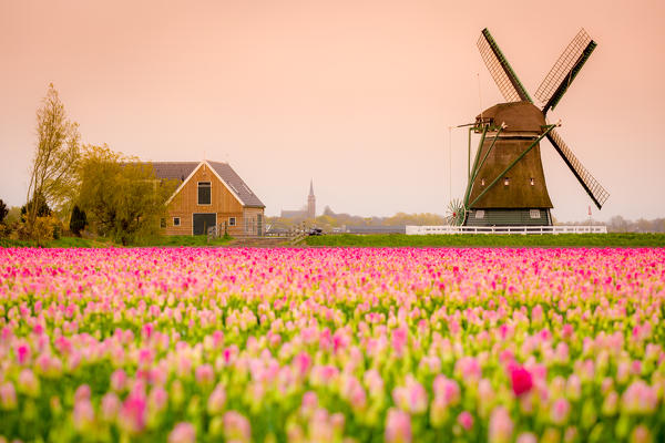 Alkmaar, Netherlands. Tulips field in bloom and windmill during springtime. 