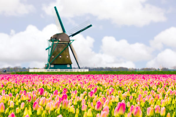 Alkmaar, Netherlands. Tulips field in bloom and windmill during springtime. 