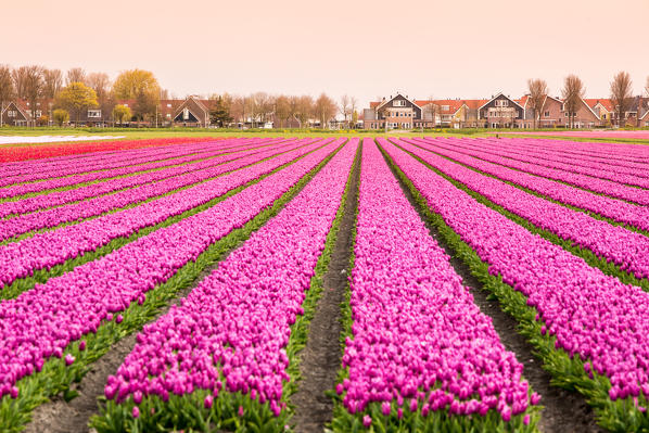 Alkmaar, Netherlands. Tulips field in bloom during springtime. 