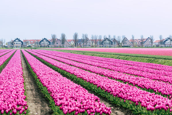 Alkmaar, Netherlands. Tulips field in bloom during springtime. 