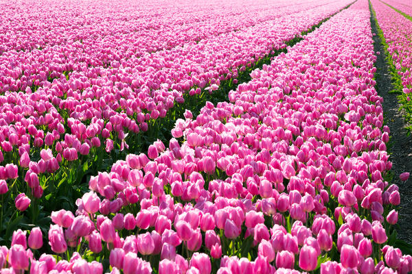 Lisse, Netherlands. Tulips field in bloom during springtime. 