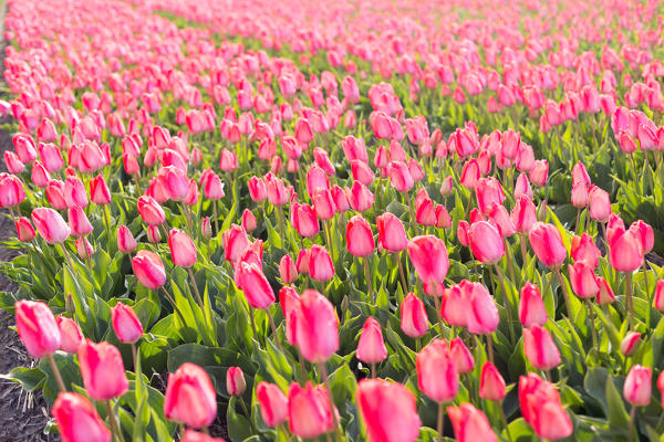 Lisse, Netherlands. Tulips field in bloom during springtime. 