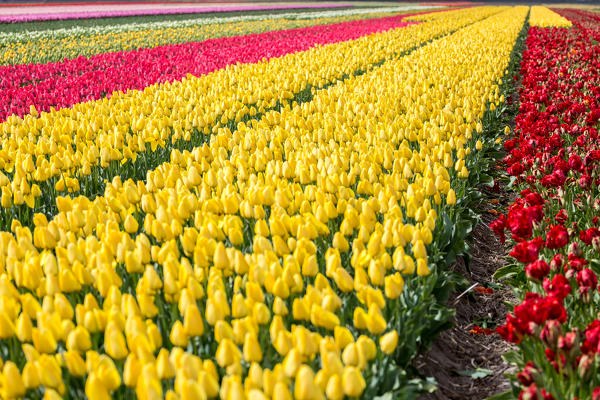 Lisse, Netherlands. Tulips field in bloom during springtime. 