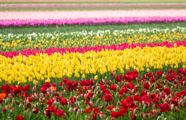 Lisse, Netherlands. Tulips field in bloom during springtime. 