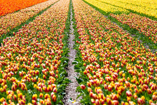 Lisse, Netherlands. Tulips field in bloom during springtime. 