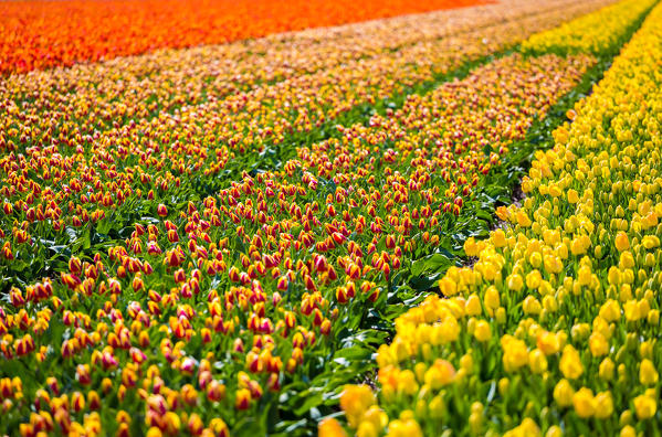 Lisse, Netherlands. Tulips field in bloom during springtime. 