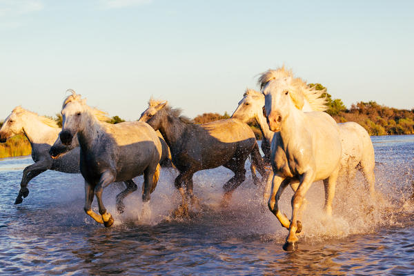 Wild white horses of Camargue, Aigues Mortes, Southern France, Europe