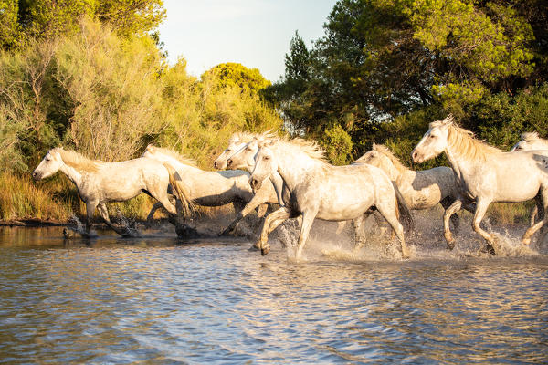 Wild white horses of Camargue, Aigues Mortes, Southern France, Europe