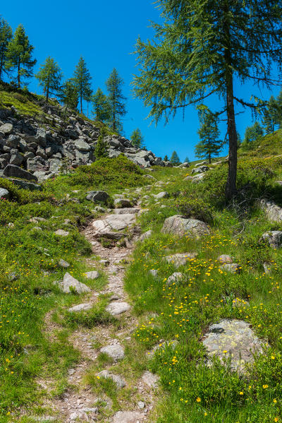 Italy, Trentino Alto Adige, San Pellegrino pass, path 628 leading to cimon.