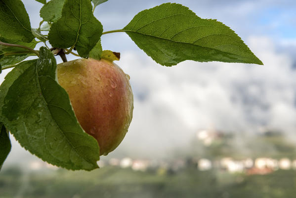 Italy, Trentino Alto Adige, apples from Non valley and background see Valer Castel