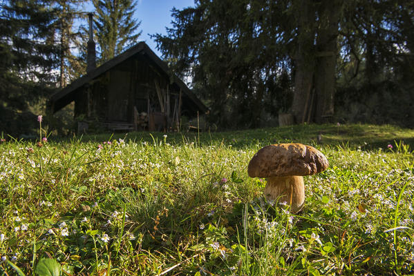 Italy, Trentino Alto Adige, Non Valley, Penny–bun Bolete grew near a typical hut Dolomites.