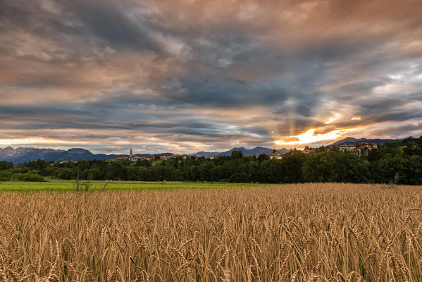 Italy, Trentino Alto Adige, Val di Non, sunset on field of wheat on prairies of Pradiei.