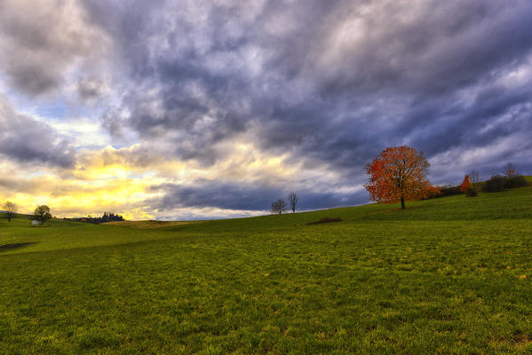 Italy, Trentino Alto Adige, sunset lonely tree in autumn colored red in the prairies of Non valley.