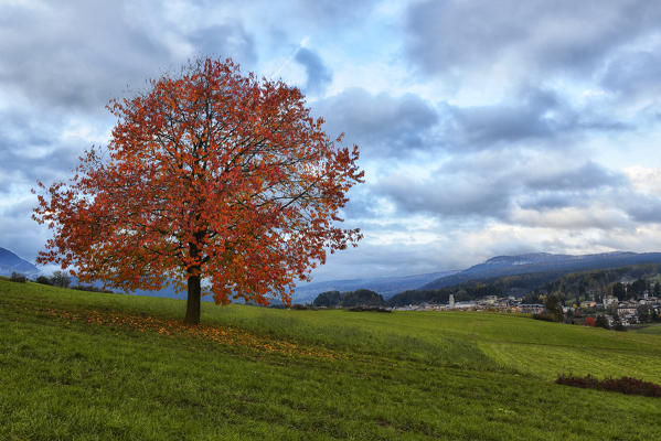 Italy, Trentino Alto Adige, sunset lonely tree in autumn colored red in the prairies of Non valley.
