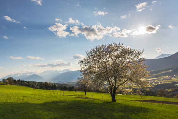 Italy, Trentino Alto Adige, prairies of Non valley in a spring day.