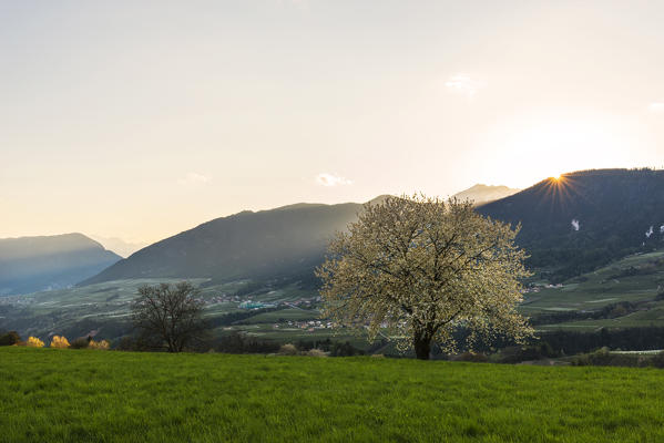 Italy, Trentino Alto Adige, prairies of Non valley in a spring day.