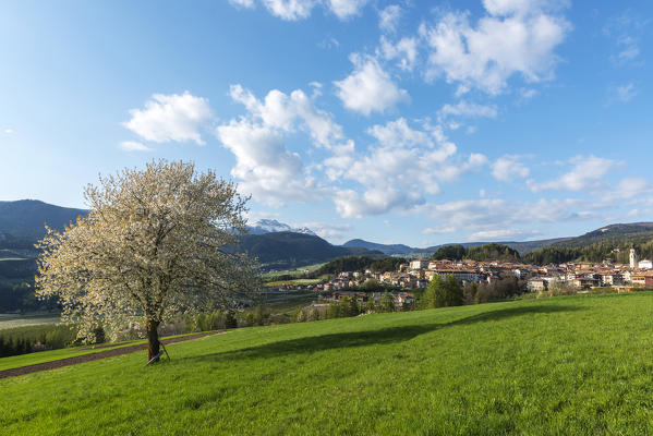 Italy, Trentino Alto Adige, prairies of Non valley in a spring day.