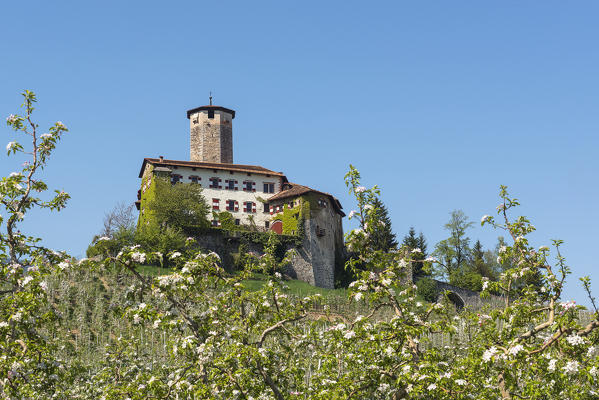 Italy, Trentino Alto Adige, Non valley, apple flowering at Valer castle.
