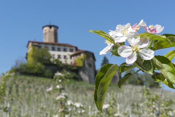Italy, Trentino Alto Adige, Non valley, apple flowering at Valer castle.