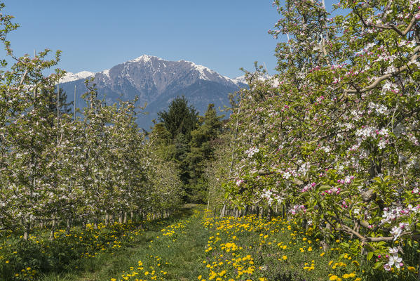 Italy, Trentino Alto Adige, flowering in apple orchards in Non valley.