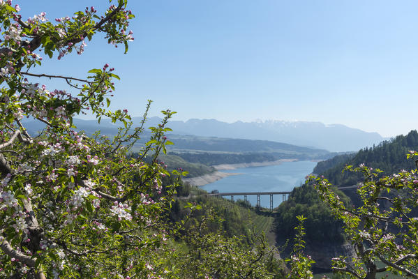 Italy, Trentino Alto Adige, apple flowers on the St. Giustina lake in Non Valley on a spring day.