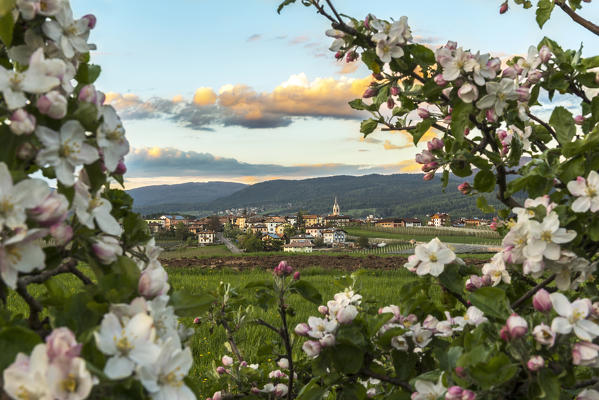 Italy, Trentino Alto Adige, Non valley, Romeno, tipical Alpine village, at sunset in a setting of apple flowers.