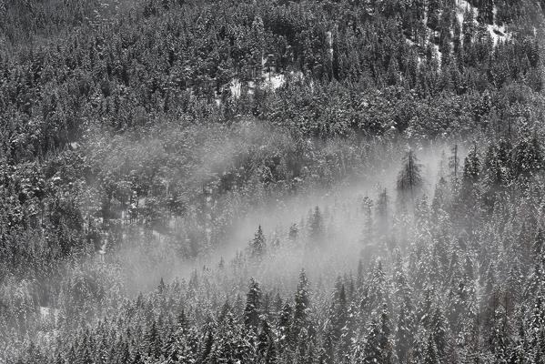 Italy, Trentino Alto Adige, Non valley, snow covered trees in the clouds.