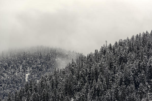 Italy, Trentino Alto Adige, Non valley, snow covered trees in the clouds.