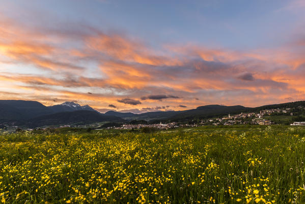 Italy, Trentino Alto Adige, sunset on the prairies of Non  valley covered with yellow flowers.