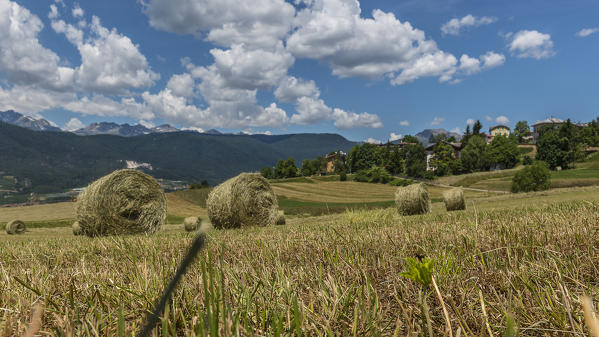 Italy, Trentino Alto Adige, Non valle, Hay balls near the Malosco village, ready to be taken by the farmers.