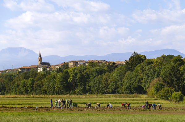Italy, Trentino Alto Adige, farmers harvest potatoes in mountain village of Non valley.