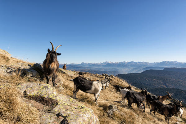 italy, trentino alto adige, herd of goats graze on Luco mount.