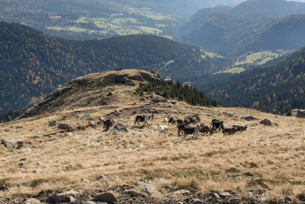 italy, trentino alto adige, herd of goats graze on Luco mount.