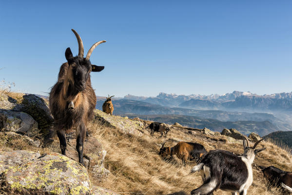 italy, trentino alto adige, herd of goats graze on Luco mount.