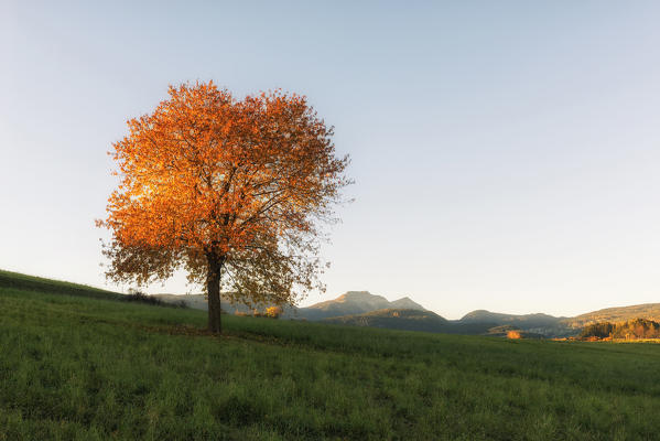 Italy, Trentino Alto Adige, lonely tree in autumn colored red in the prairies of Non valley.