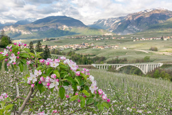 Italy, Trentino Alto Adige, apple flowering of Non valley and S. Giustina bridge.