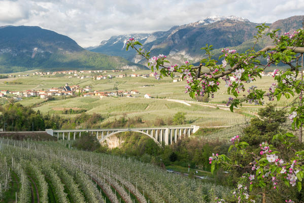 Italy, Trentino Alto Adige, apple flowering of Non valley and S. Giustina bridge.