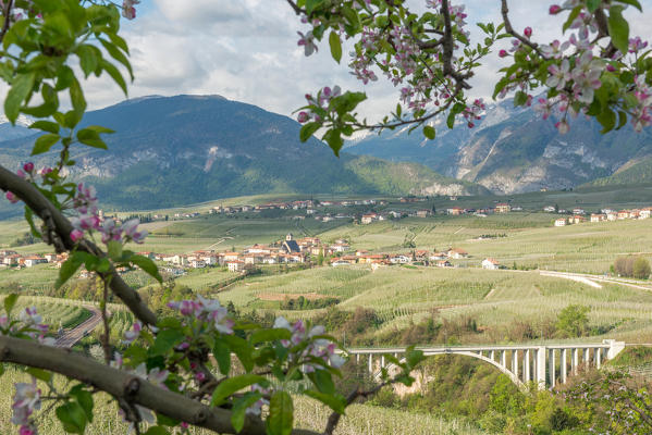 Italy, Trentino Alto Adige, apple flowering of Non valley and S. Giustina bridge.