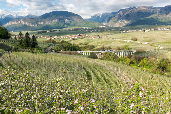 Italy, Trentino Alto Adige, apple flowering of Non valley and S. Giustina bridge.