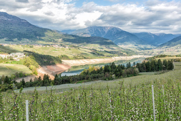 Italy, Trentino Alto Adige, apple flowers on the St. Giustina lake in Non Valley on a spring day.