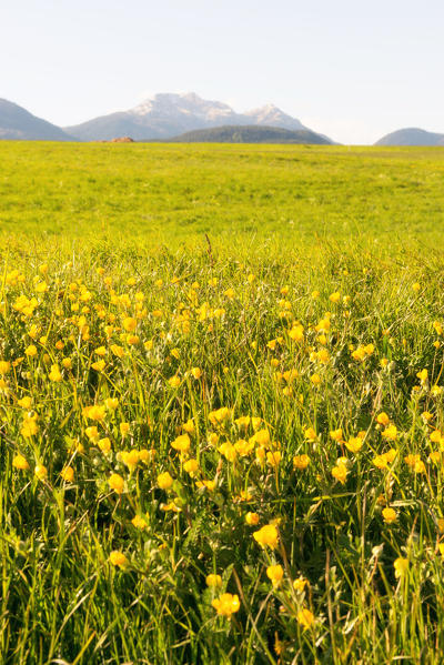 Italy, Trentino Alto Adige, sunset on the prairies of Non valley on a spring day.
