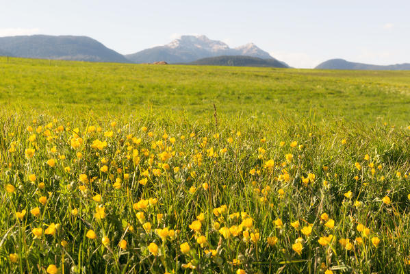 Italy, Trentino Alto Adige, sunset on the prairies of Non valley on a spring day.