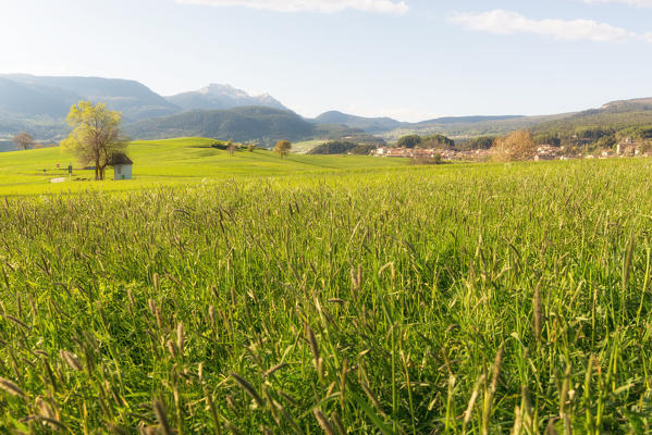 Italy, Trentino Alto Adige, sunset on the prairies of Non valley on a spring day.