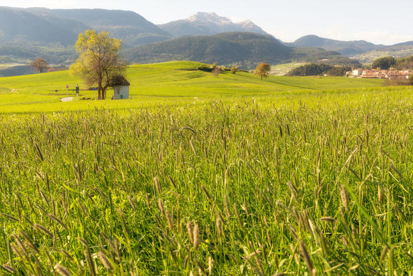 Italy, Trentino Alto Adige, sunset on the prairies of Non valley on a spring day.