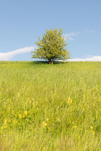 Italy, Trentino Alto Adige, sunset on the prairies of Non valley on a spring day.