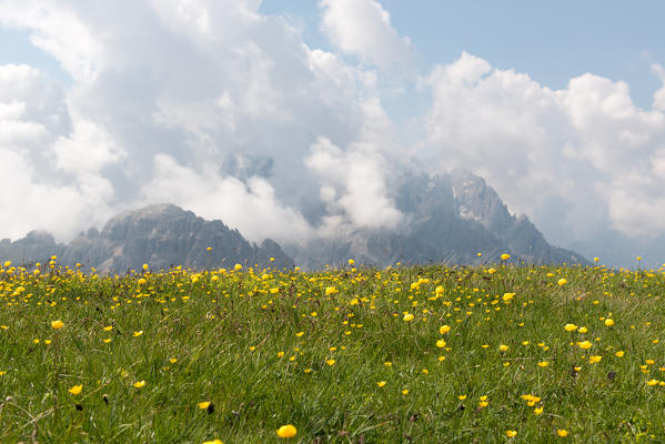 Cadini in the clouds seen from a flowery meadow,Auronzo,Cadore,dolomites,alps,veneto,italy