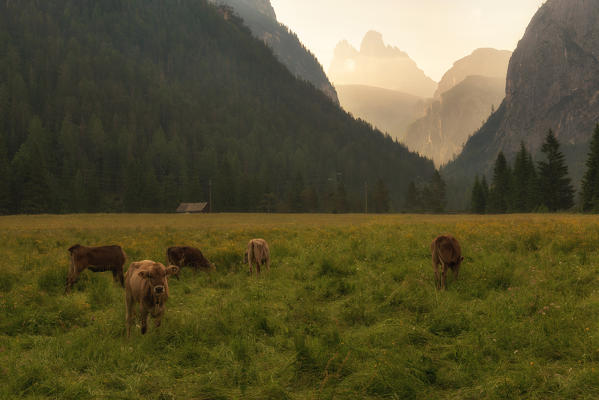 Cows grazing at dawn, in the background Tre Cime di Lavaredo.